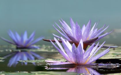 Water lillies on water