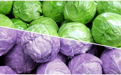 Purple & green cabbages