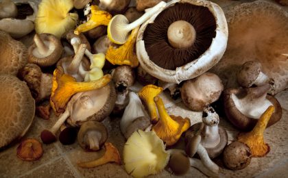 Selection of edible mushrooms